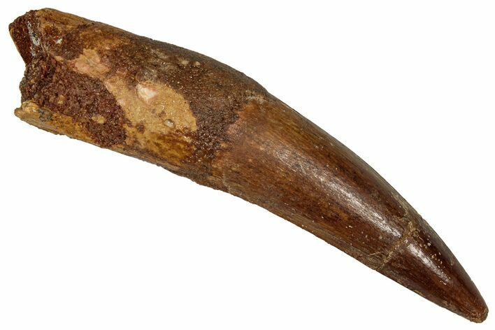 Fossil Spinosaurus Tooth - Real Dinosaur Tooth #350098